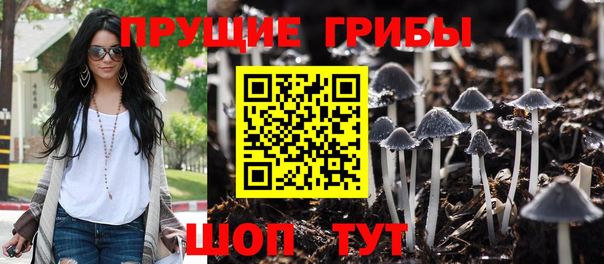 Галлюциногенные грибы Psilocybine cubensis Сертолово